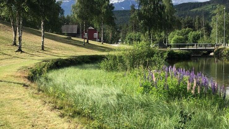 Lenkje til artikkel: Har du framande vekster i hagen din?