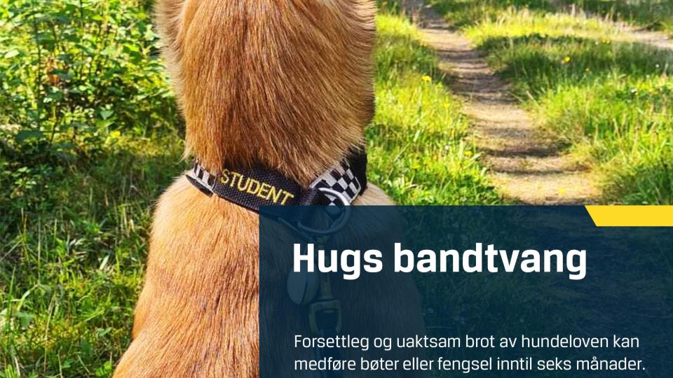 Lenkje til artikkel: Bandtvang 