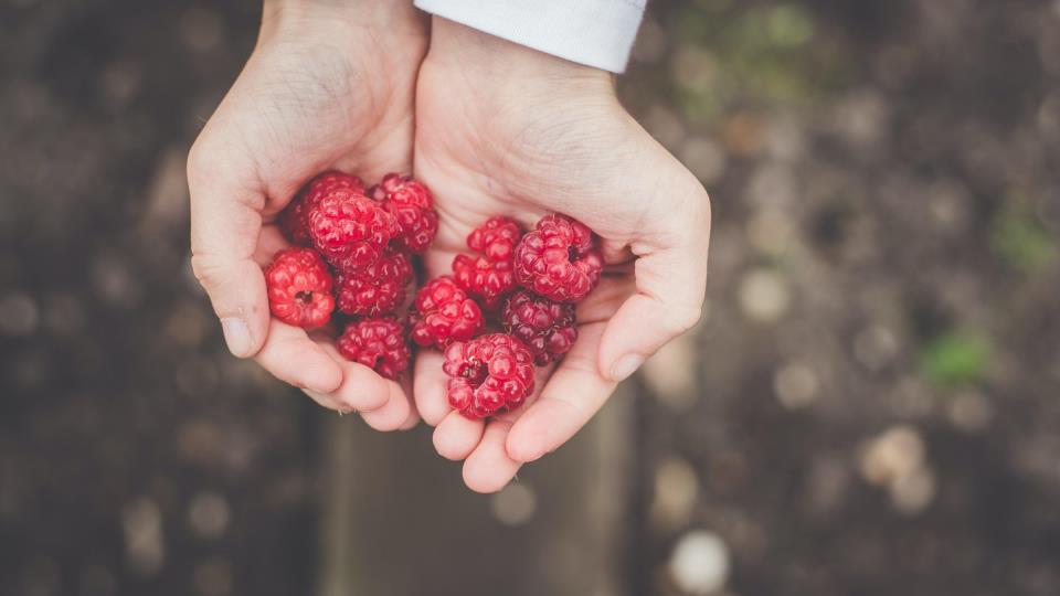 Lenkje til artikkel: Rekrutteringsprosjekt til bærnæringa